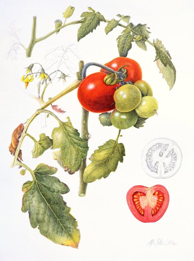 Tomatoes by Margaret Ann Eden